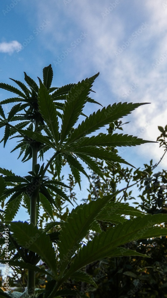 Fototapeta premium Cannabis leaves seen from below