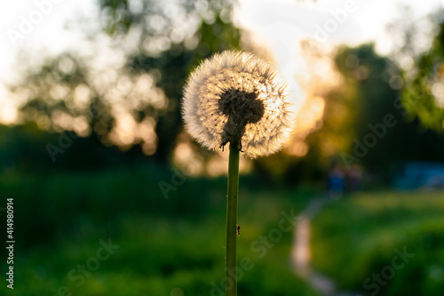 dandelion on green grass background  An ant crawls on a dandelion stem