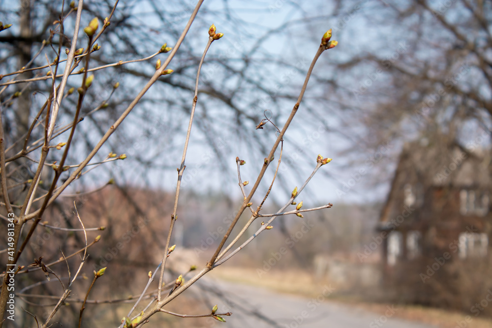 Young Spring green buds on the tree branches. Springtime seasonal macro close up. Village Young Spring green buds on the tree branches. Springtime seasonal macro close up. Village