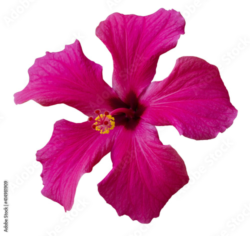 Bright pink flower of purple hibiscus plant (Hibiscus rose sinensis) isolated on white background. Karkade from tropical rainforest. Hibiscus medicinal tea plant. Hawaiian flower for wedding design.