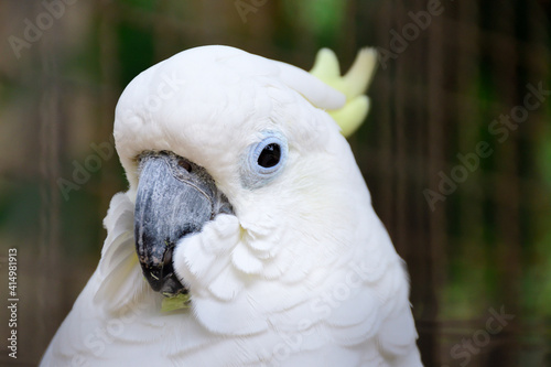 Head shoot of white bird with eye contact.