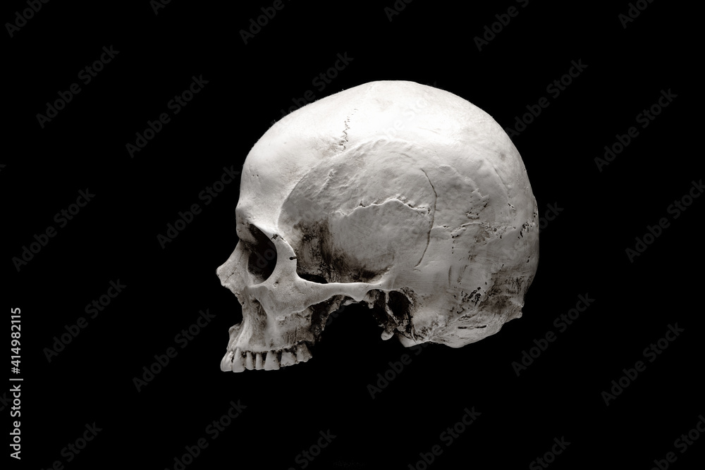 Human skull isolated on black background. Side view. Anatomy and medicine concept. Human skull isolated on black background. Side view. Anatomy and medicine concept.