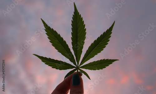 A Green Cannabis leaf held in front of a pastel colored sunset  photo