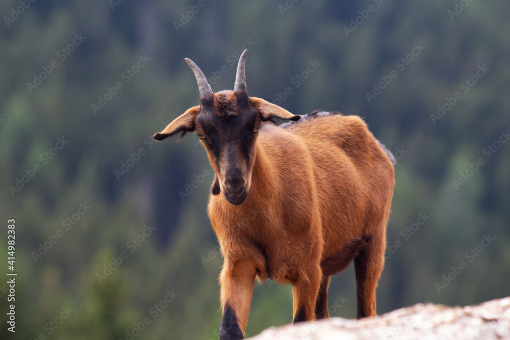 Capra Capra
