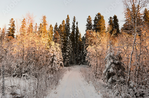 winter forest in the morning