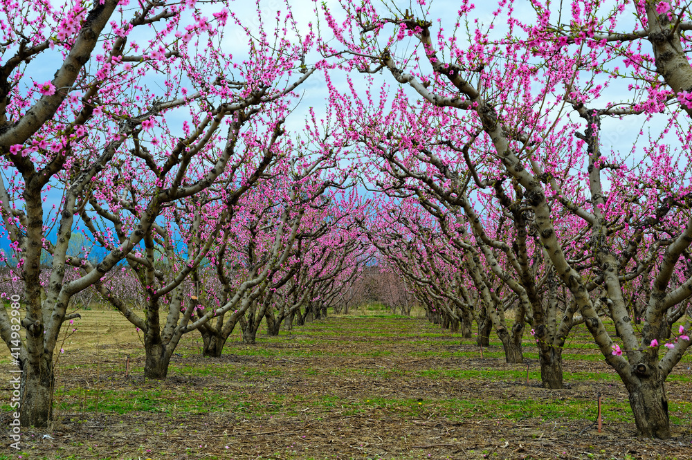 Flowering peaches in Spring in northern Greece