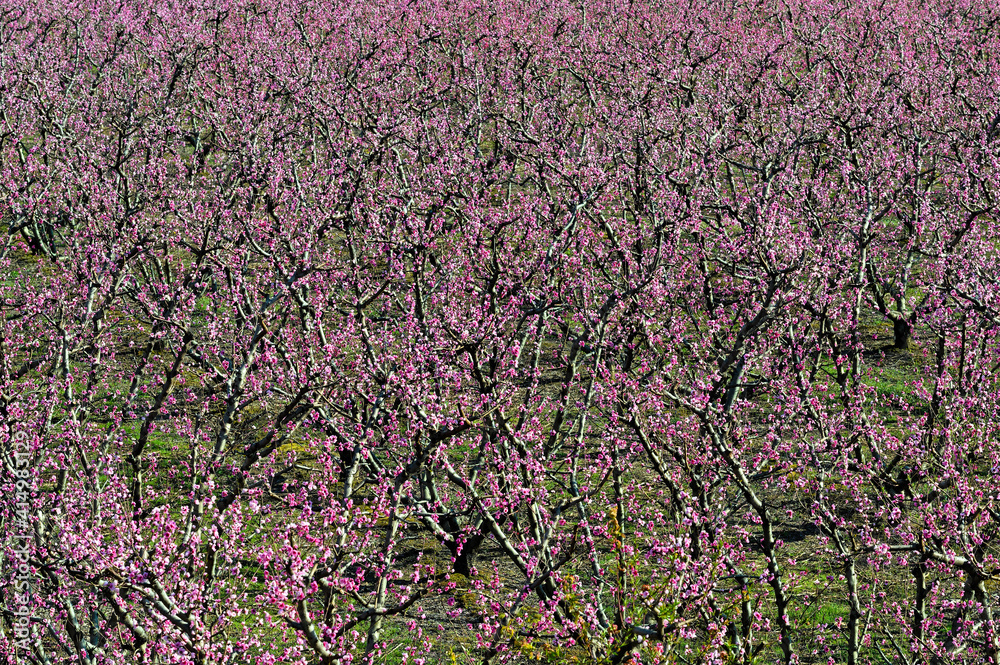 Flowering peaches in Spring in northern Greece Flowering peaches in Spring in northern Greece