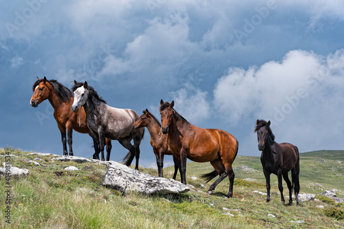 Wild horses on the top of Mount Voras in Macedonia, Greece
