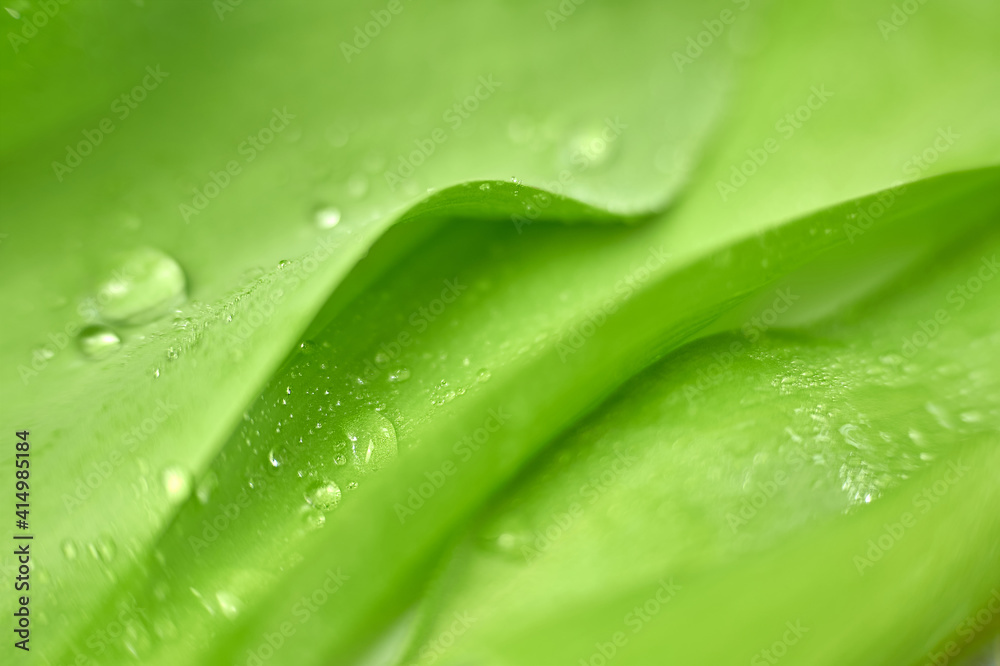 Macro green leaves with dew drops Leaves texture, natural background Macro green leaves with dew drops Leaves texture, natural background