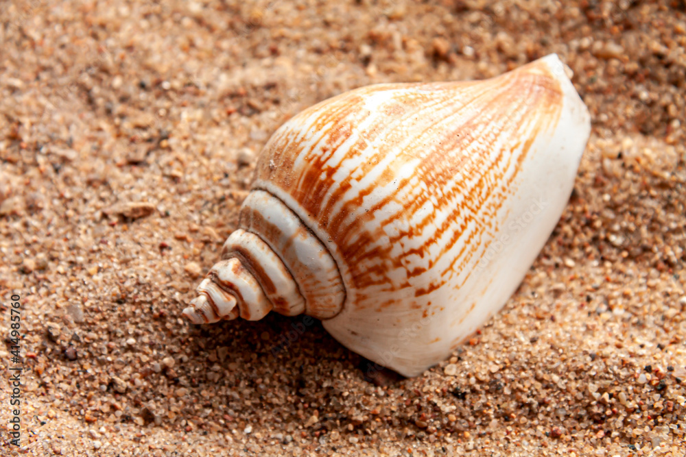 a beige seashell on sandy background a beige seashell on sandy background
