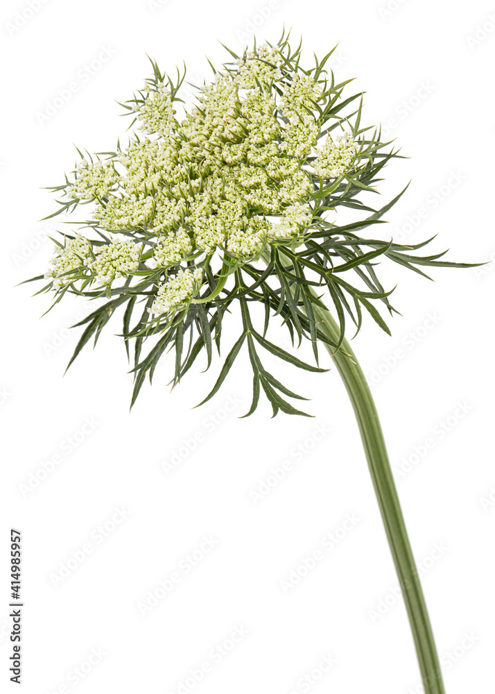 Inflorescence of carrots, white carrot flowers, isolated on white background