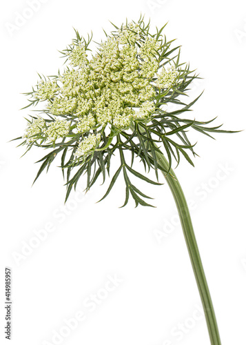 Obraz na płótnie Inflorescence of carrots, white carrot flowers, isolated on white background w salonie