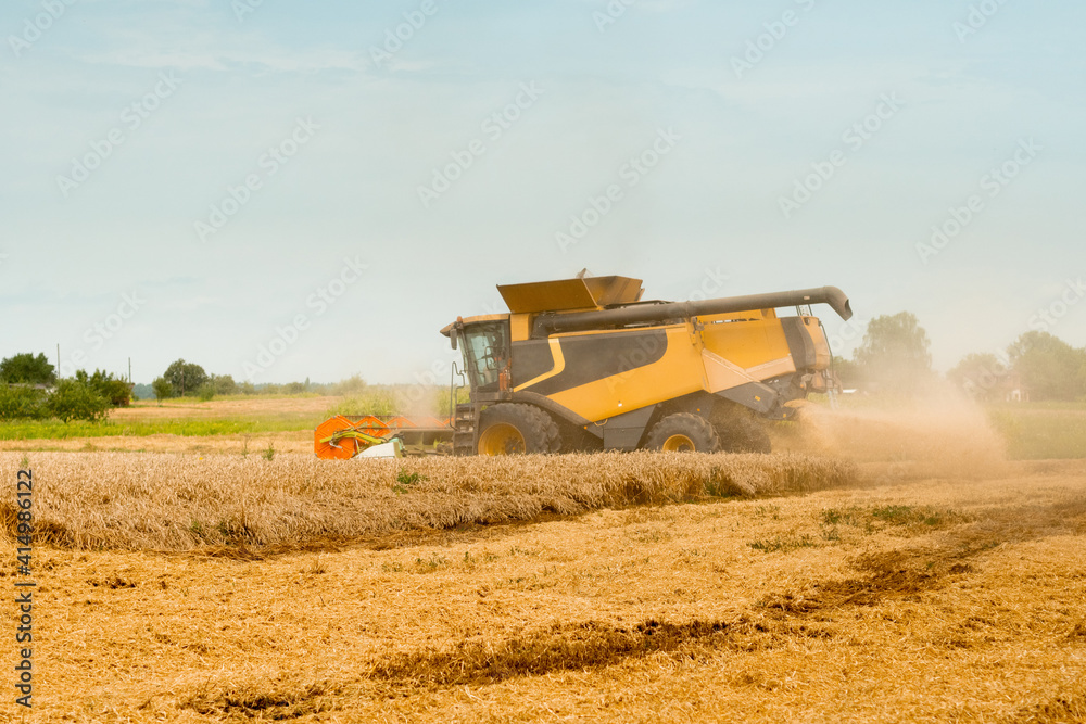 Fototapeta premium Wheat harvesting on field in summer season. Wide chaff spreading by combine harvester with rotor separation. Process of gathering crop by agricultural machinery: cuts and threshes ripe wheat grain