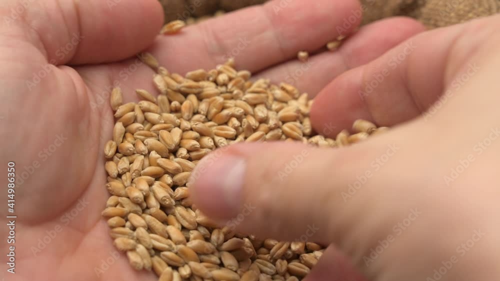 Male hand holding wheat grains in jute sack after good harvest. Wheat grains falling into a sack. Close up of cereal seeds in farmer's hands, 4K resolution. Male hand holding wheat grains in jute sack after good harvest. Wheat grains falling into a sack. Close up of cereal seeds in farmer's hands, 4K resolution.