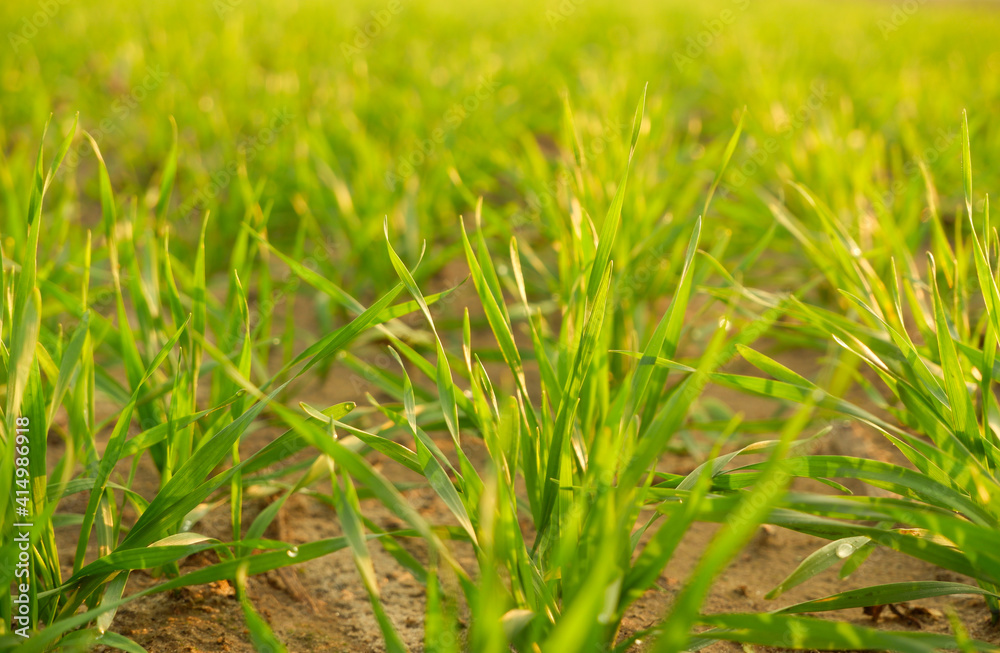 Green juicy sprouts of winter cereals close-up in the rays of the setting sun. Cereals in an agricultural field. Green juicy sprouts of winter cereals close-up in the rays of the setting sun. Cereals in an agricultural field.