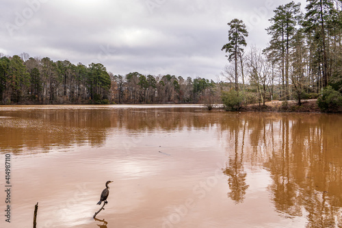 A Forested Lake in Winter. A Cormorant is Perched on a Branch in the Foreground.