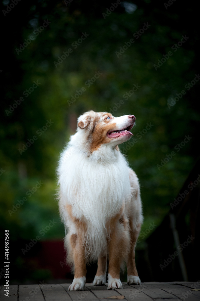 Beautiful merle australian sheepdog looking up