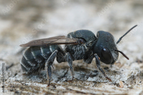 Close up of a femal blue mason bee, Osmia caerulescens photo