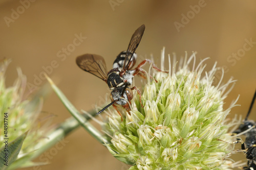 Closeup of a cleptoparasite bee , the black-thighed epeolus , Epeolus variegatus from Gard, France sipping nectar on an Eryngium campestre