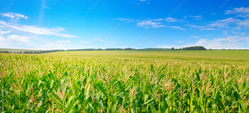 Corn field in the sunny and blue sky. Wide photo.