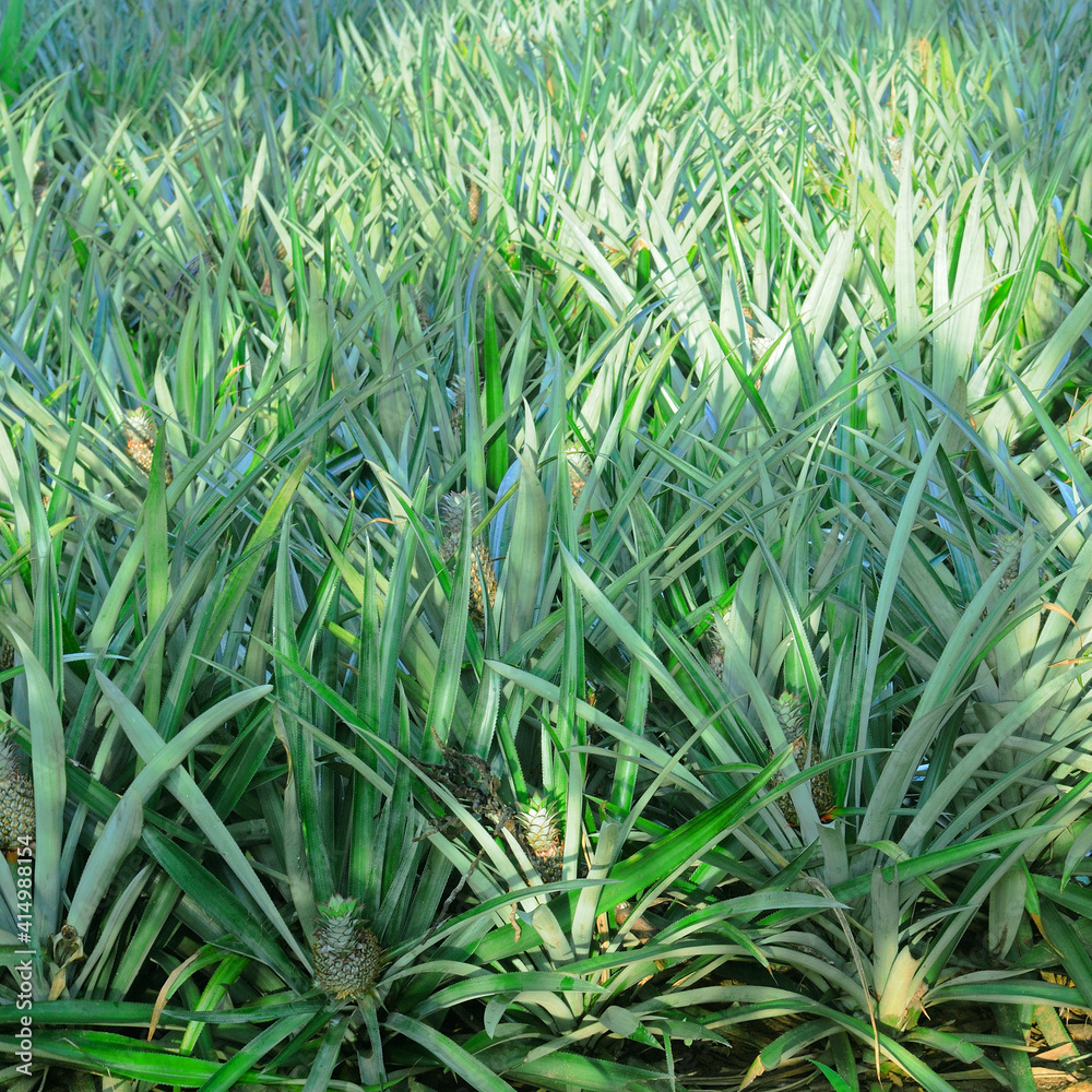 Obraz premium Pineapple tropical fruit growing in a farm
