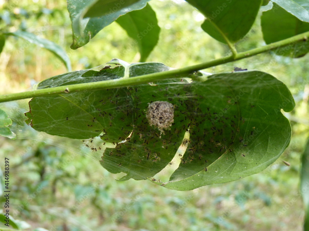 Fototapeta premium NIDO DE ARAÑA