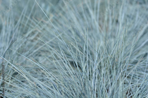 Blue fescue Intense Blue