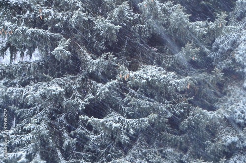 We observe a blizzard in the forest, snow is flying against the background of trees.