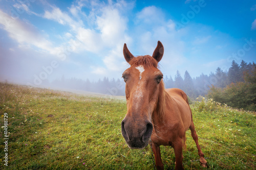 Close-up portrait of brown horse, standing on the summer mountain hills pasture. Beautiful foggy morning scenery.