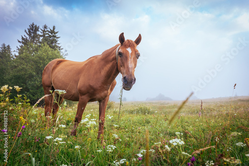 Brown horse on the pasture among  summer motley grass. Beautiful foggy morning scenery.