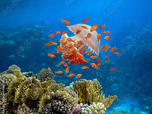 Beautiful Coloured Hard Coral Reef.