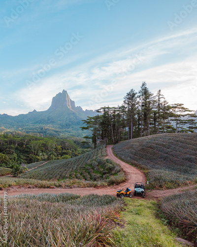 Pineapple fields on Moorea