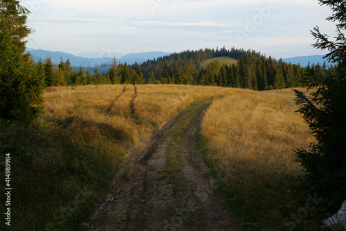 Conifer forest and beautiful yellow autumn meadow in Carpathian Mountains