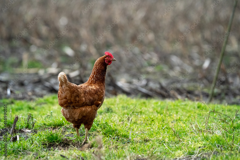 Fototapeta premium brown chicken hen in the grass