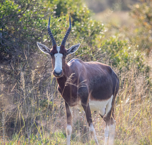 Fototapeta Naklejka Na Ścianę i Meble -  Bontebok in Bontebok National Park, Swellendam, South Africa
