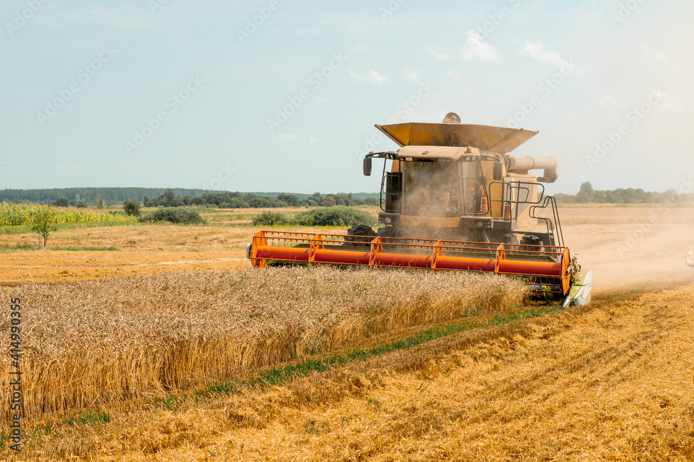 Fototapeta premium Rotary straw walker cut and threshes ripe wheat grain. Combine harvesters with grain header, wide chaff spreader reaping cereal ears. Gathering crop by agricultural machinery on field on summer season