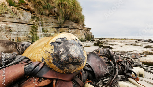 Fotografija Close-up of molting adult Elephant Seal