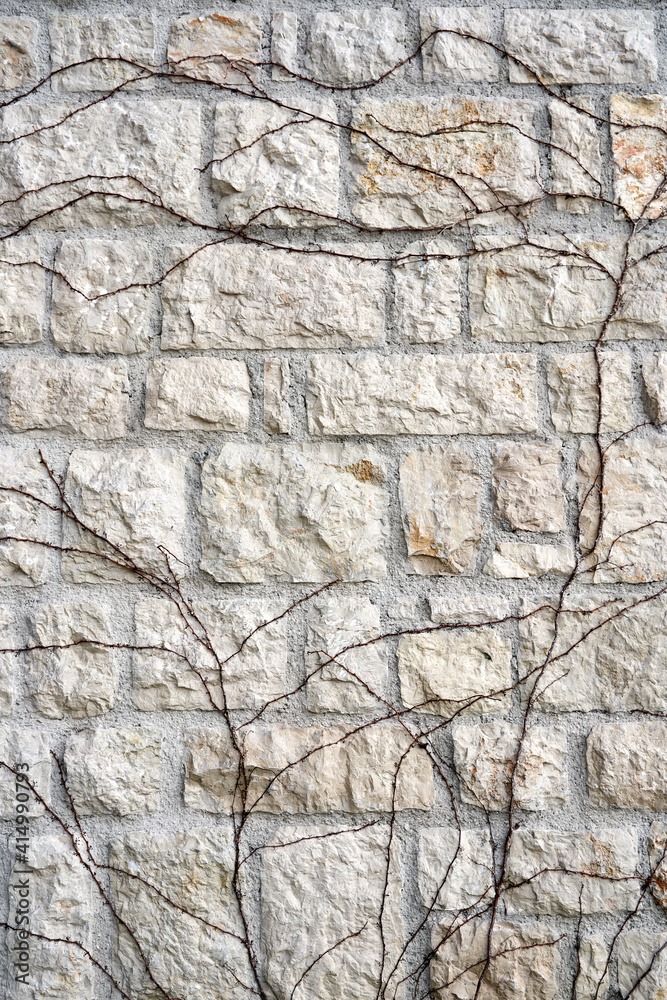 branches of ivy growing on the texture stone pattern wall ivory beige color. High quality photo branches of ivy growing on the texture stone pattern wall ivory beige color. High quality photo