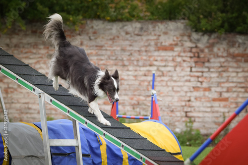 Border collie in agility balance beam. Amazing day on czech agility competition. They are middle expert it means A2.