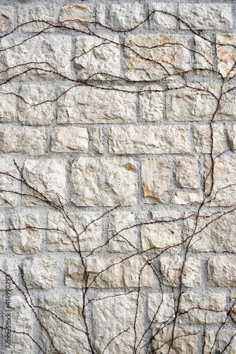  branches of ivy growing on the texture stone pattern wall ivory beige color. High quality photo