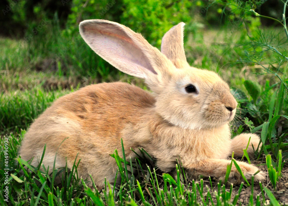 Portrait of brown hare with clear blurred green background. Portrait of brown hare with clear blurred green background.