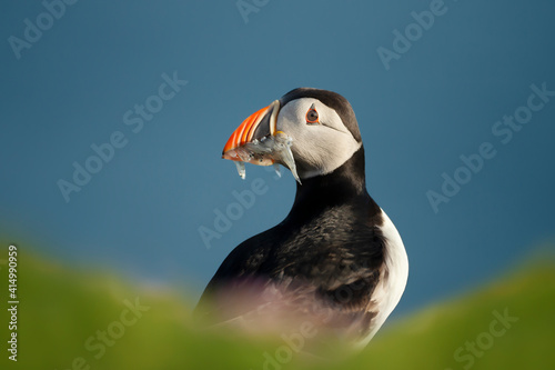 Close up of Atlantic puffin with the beak full of sand eels © giedriius