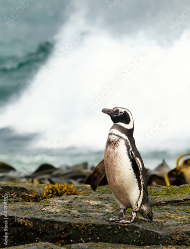 Magellanic penguin standing on a stormy coast of Atlantic Ocean