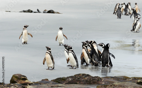 Close up of Magellanic penguins standing on a shore