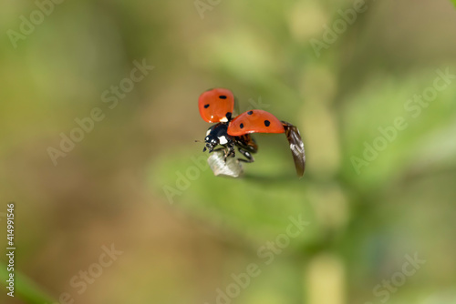 Foto Coccinella in campagna