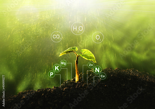 Fertilization and the role of nutrients in plant life with digital mineral nutrients. Seedlings are exuberant from abundant loamy soils.  photo