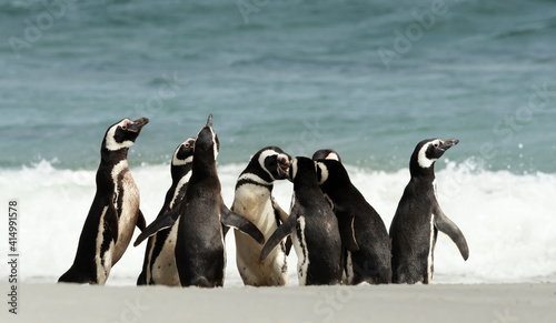 Group of Magellanic Penguins gathered on a sandy beach