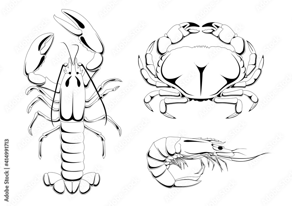 Vector illustration of sea animals. Line art, digital illustration Vector illustration of sea animals. Line art, digital illustration