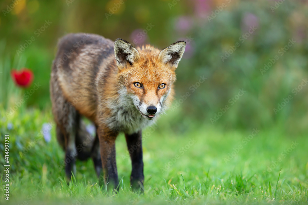 Fototapeta premium Close up of a red fox against colorful background in summer