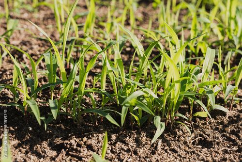 grass growing in a field